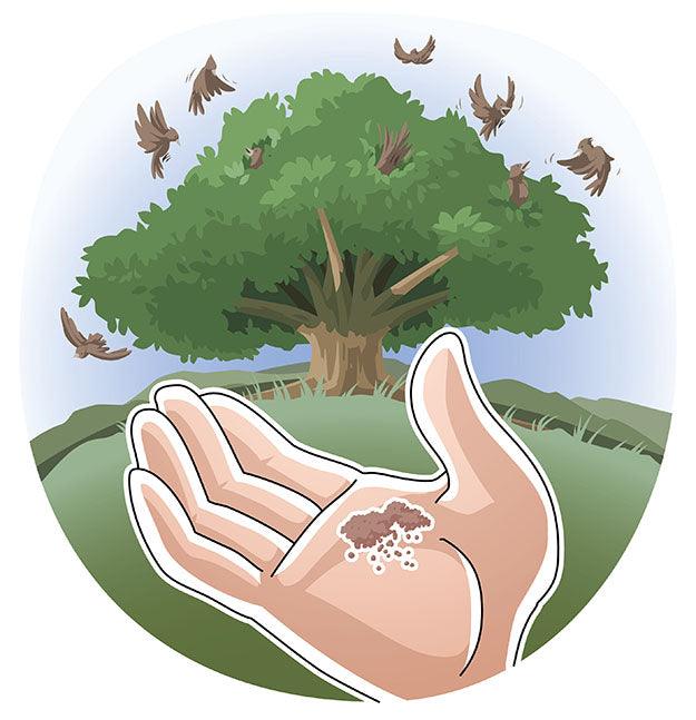 Faith Like a Mustard Seed (Luke 13 & 17) Printable Bible Lesson & Sunday School Activities - Sunday School Store