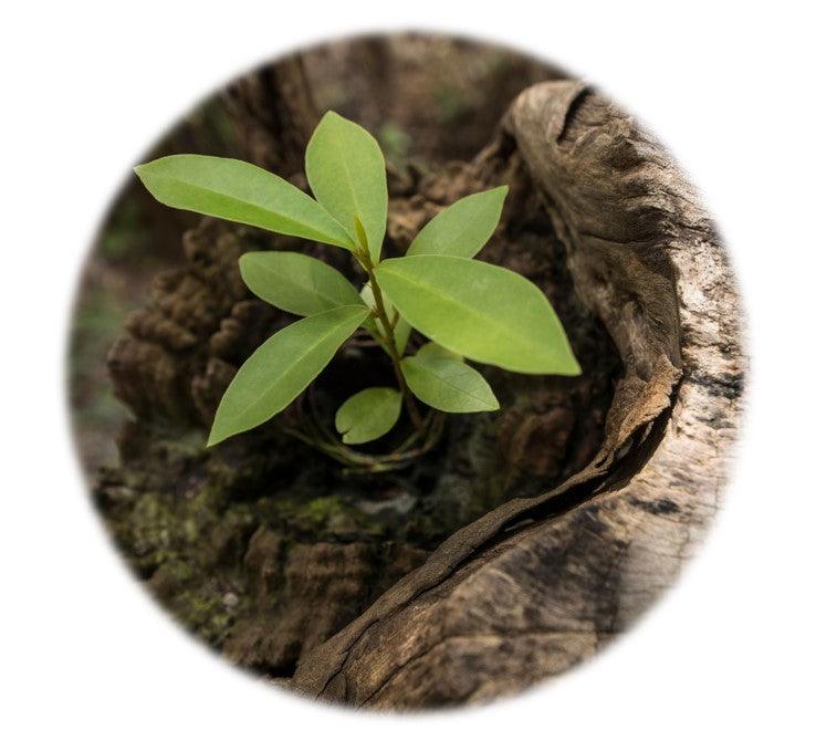 Jesus is the Righteous Branch (Isaiah 11:1-10) Printable Bible Lesson & Sunday School Activities - Sunday School Store